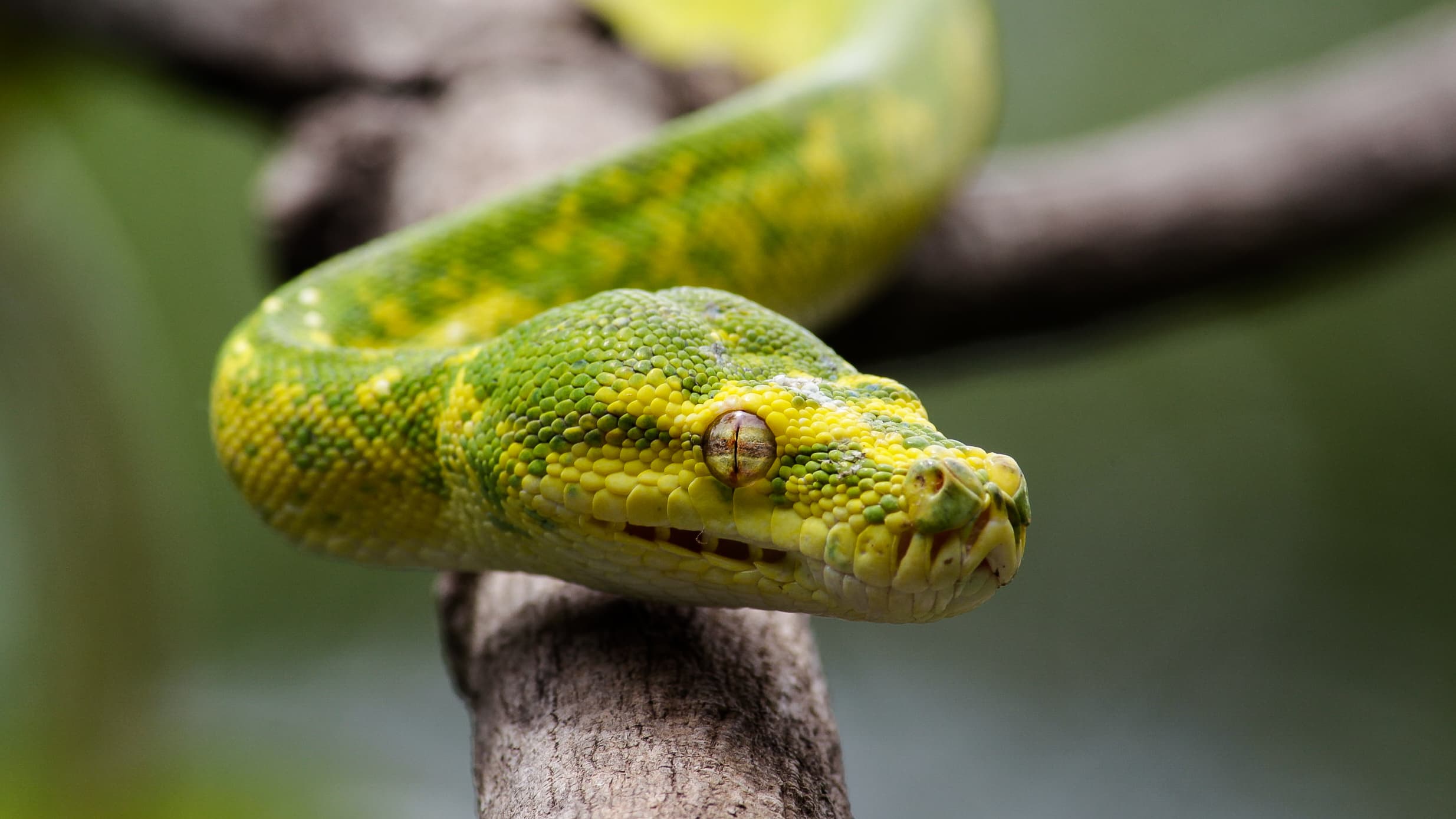 Green tree python
