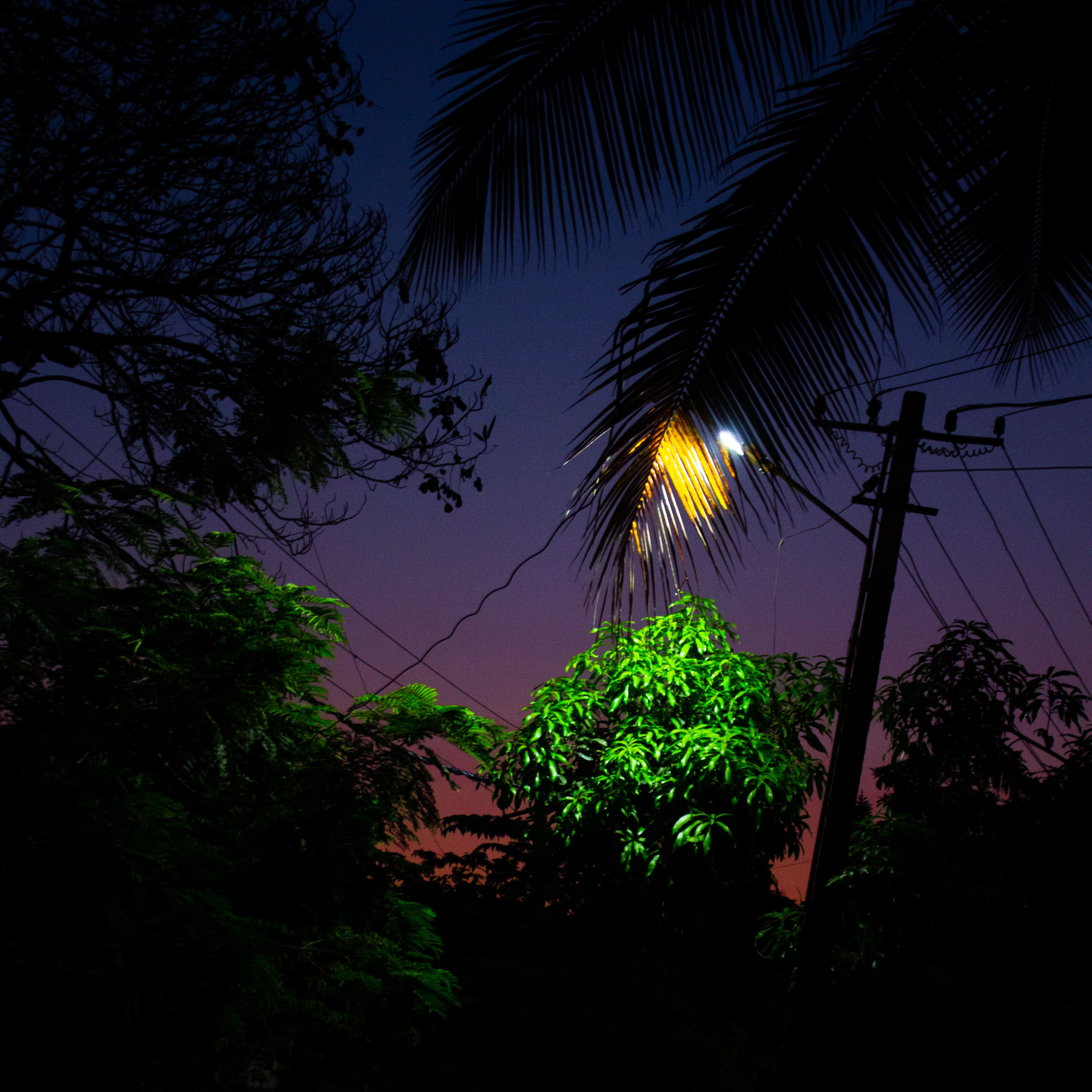 Leaves at dawn