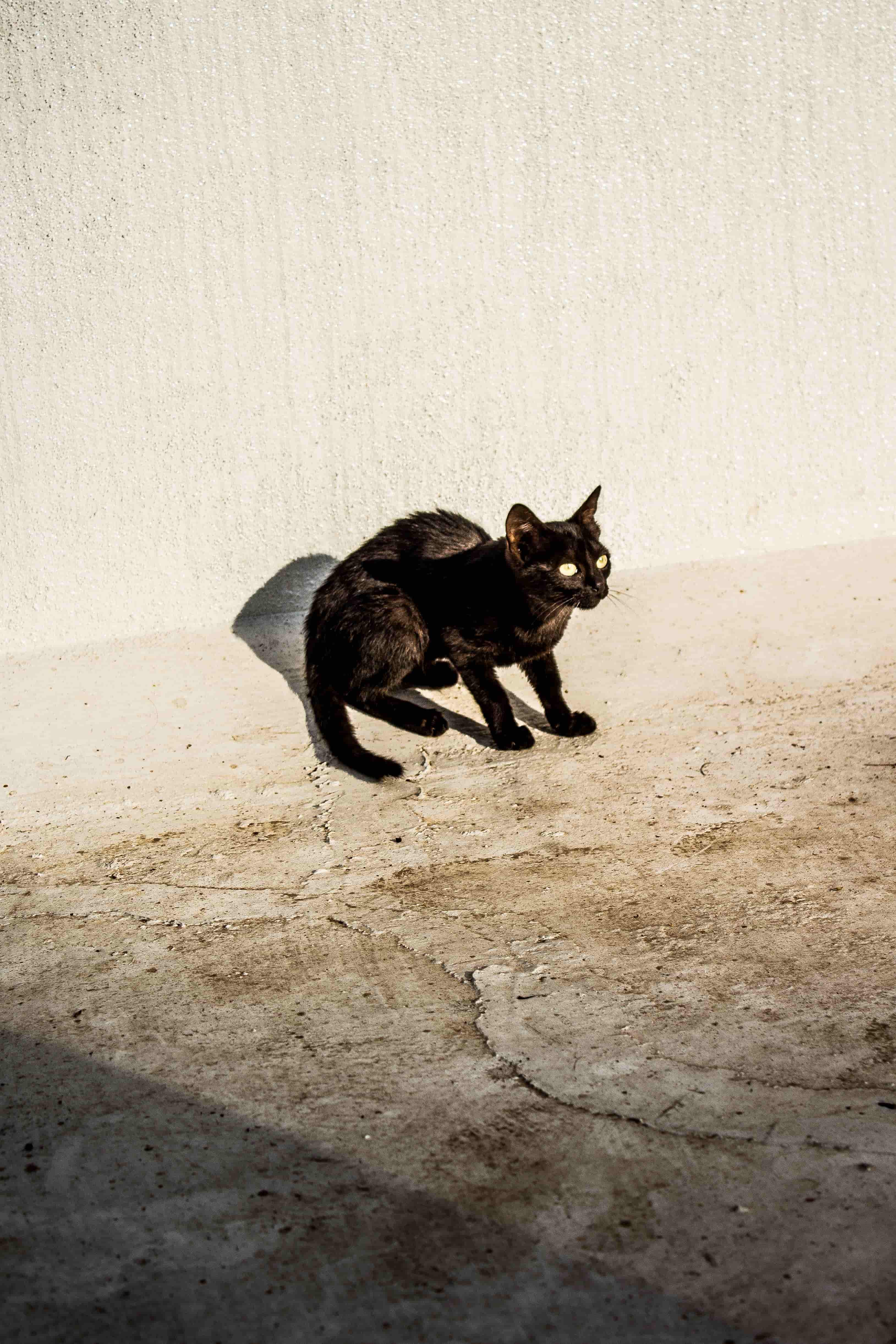 Firoza — black cat in harsh light