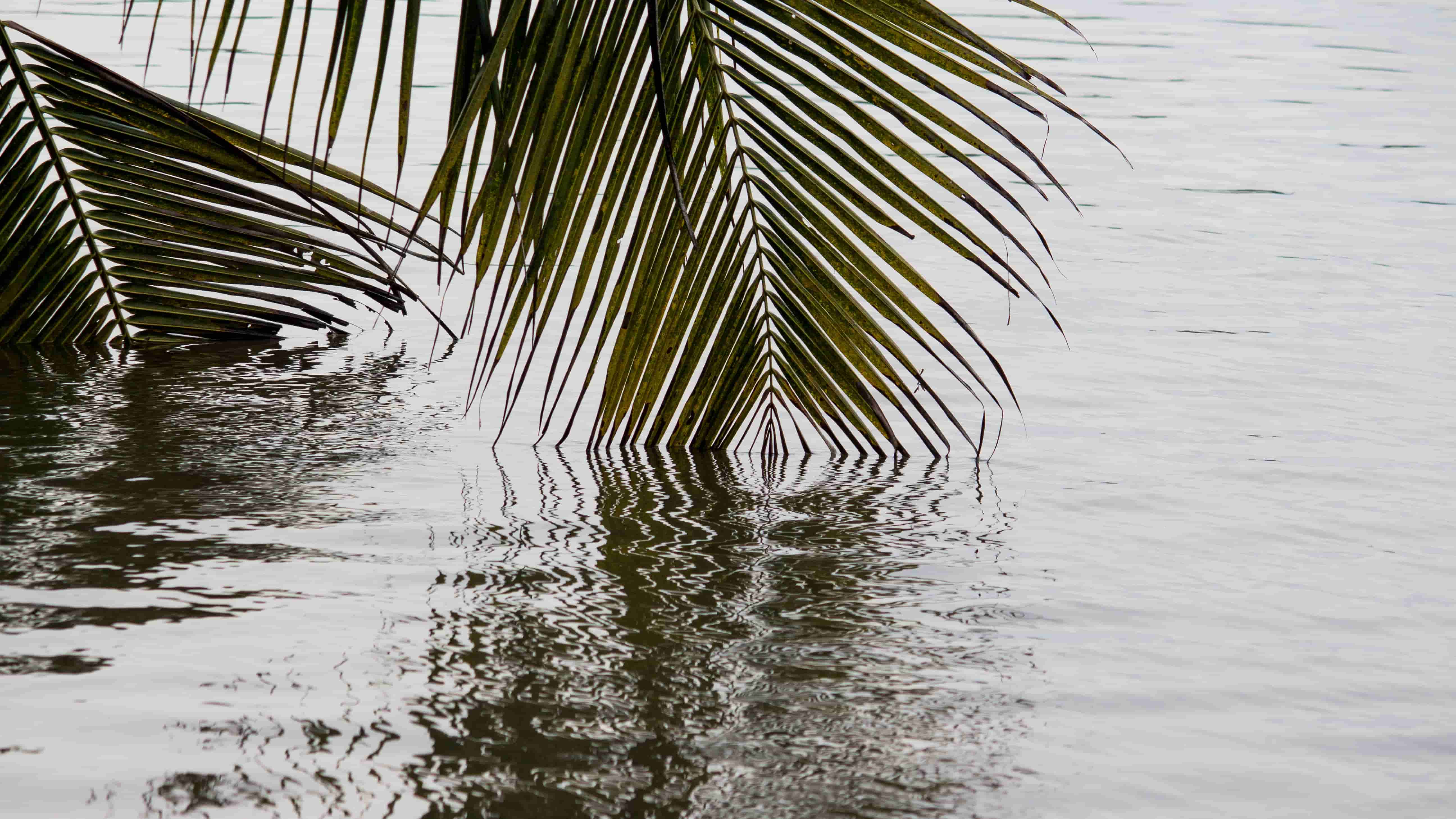 Palm reflection on water